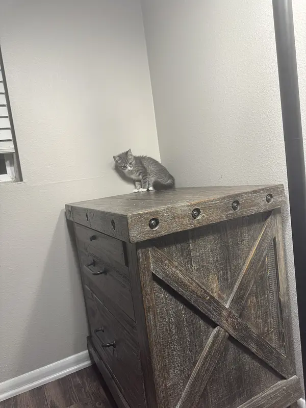 A cat photo