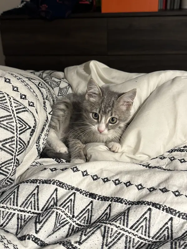 A cat photo