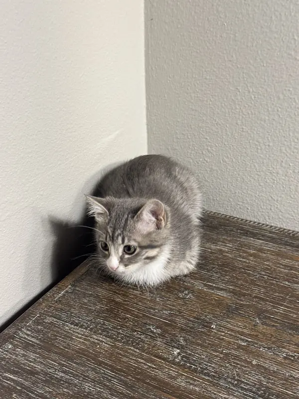 loaf mode: 10/10