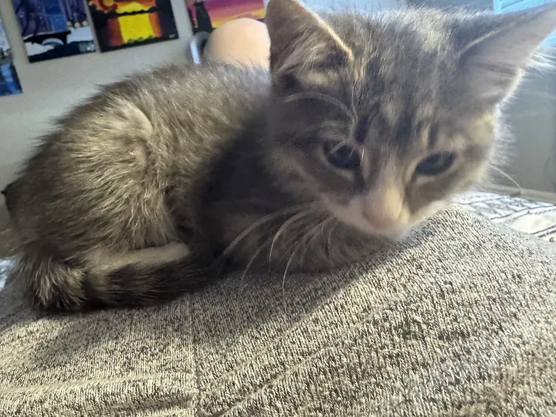 A cat photo