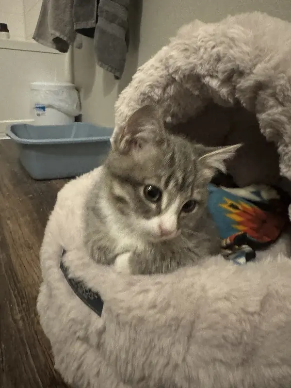 A cat photo